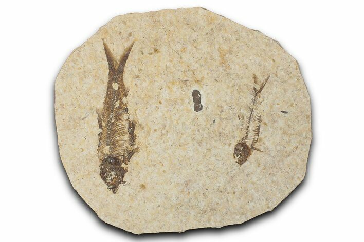 Fossil Fish (Knightia) Mortality Plate - Wyoming #339037